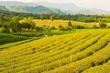 Tayland, Tayland 'da Çay Çiftliği.