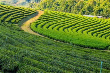 Tayland, Tayland 'da Çay Çiftliği.