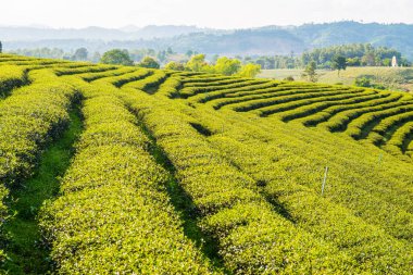 Tayland, Tayland 'da Çay Çiftliği.