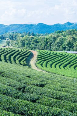 Tayland, Tayland 'da Çay Çiftliği.