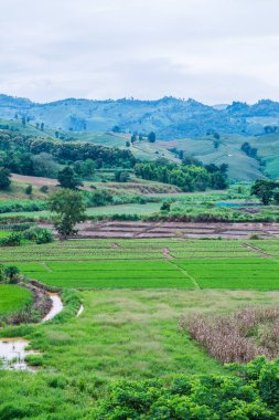 Chiang Rai Eyaleti, Tayland Doğal Manzarası.