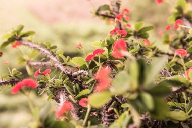 Doğal manzaralı Poi Sian çiçekleri, Tayland.
