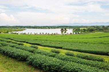 Tayland 'da gölü olan çay çiftliği.
