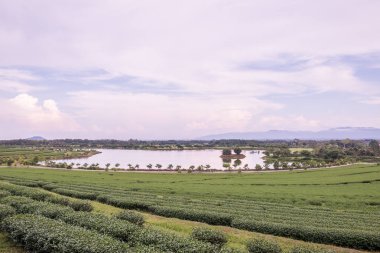 Tayland 'da gölü olan çay çiftliği.