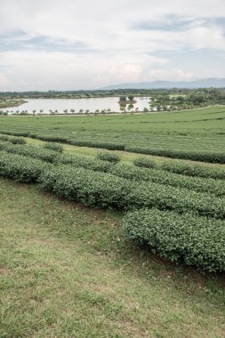 Tayland 'da gölü olan çay çiftliği.