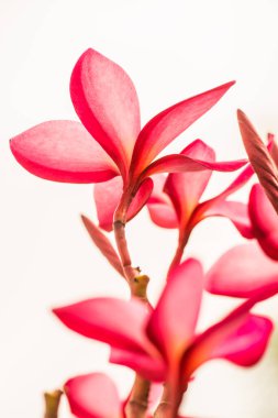 Pembe Frangipani çiçeğine yakın çekim, Tayland.