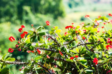 Doğal manzaralı Poi Sian çiçekleri, Tayland.