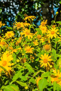 Parkta Meksika ayçiçeği otu, Tayland.