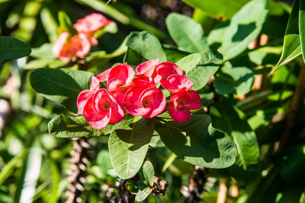 Poi Sian çiçeklerini kapat, Tayland.