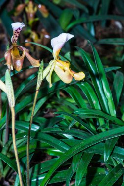 Tayland 'da Paphiopedilum orkidesi.