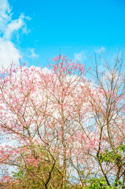 Gökyüzü ile birlikte kiraz çiçeği, Tayland.