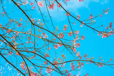 Gökyüzü ile birlikte kiraz çiçeği, Tayland.