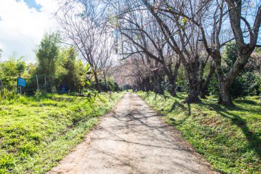 Chiangmai, Tayland 'da kiraz çiçeği parkı..