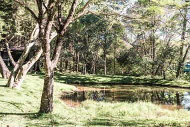 Tayland 'da küçük göletli bir orman..