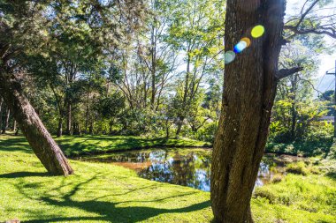 Tayland 'da küçük göletli bir orman..
