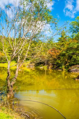 Tayland 'da gölü olan kiraz ağaçları..
