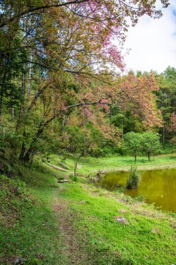 Tayland 'da gölü olan kiraz ağaçları..