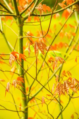 Akçaağaç yaprakları doğal arka planda, Tayland.