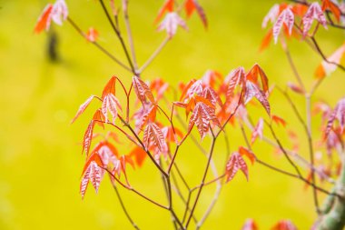 Akçaağaç yaprakları doğal arka planda, Tayland.