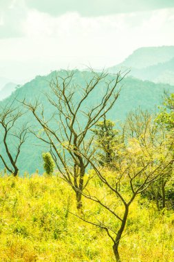 Chiangrai, Tayland 'daki Phu Chi Fa Dağı manzarası.