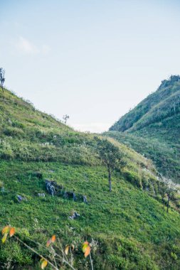 Tayland 'ın Chiangrai ilindeki Doi Pha Tang Dağı manzarası.