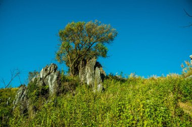 Tayland 'ın Chiangrai ilindeki Doi Pha Tang Dağı manzarası.