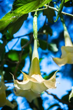Datura çiçekleri ağaçta, Tayland.