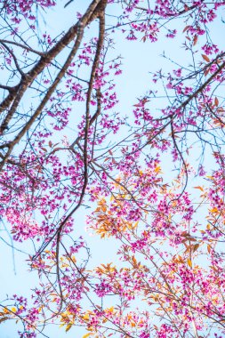 Mavi gökyüzü olan kiraz ağaçları, Tayland.