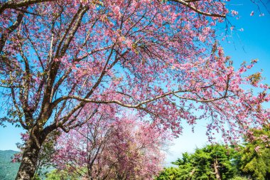 Kiraz ağacı, Tayland..