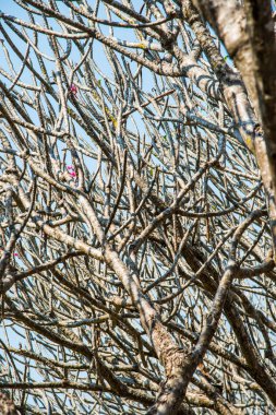 Plumeria ağaçlar tünel, Nan Eyaleti, Tayland.