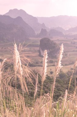 Phu Langka Ulusal Parkı, Tayland Güzel Manzarası.