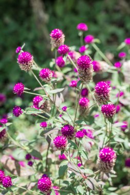 Bahçede, Tayland 'da Yerküre Amaranth çiçeği.