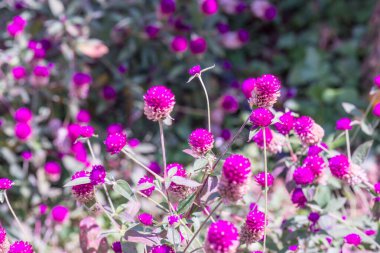 Bahçede, Tayland 'da Yerküre Amaranth çiçeği.