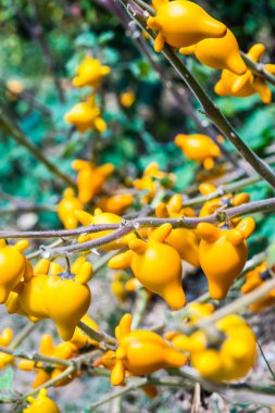 Bitki üzerinde meme meyvesi, Tayland.