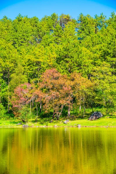 Tayland 'da gölü olan kiraz ağaçları..