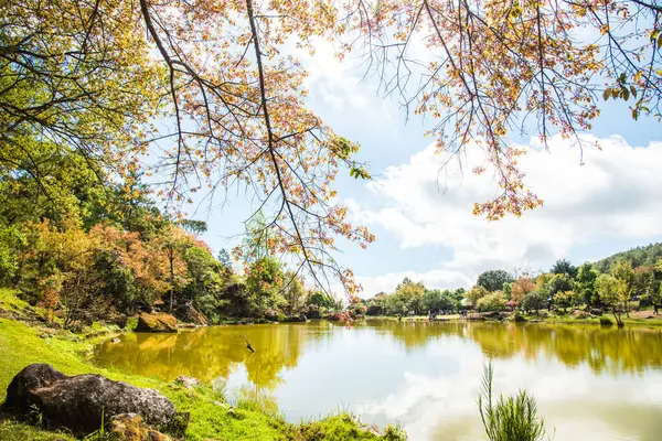 Tayland 'da gölü olan kiraz ağaçları..