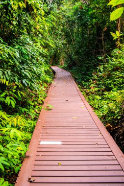 Phu Sang, Tayland 'da doğa yolu..