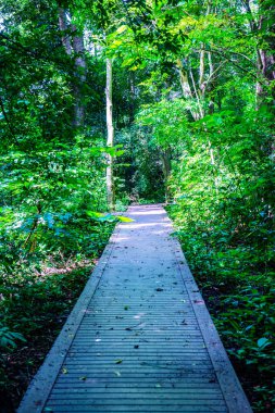 Phu Sang, Tayland 'da doğa yolu..