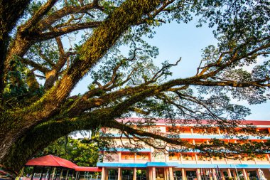 Tayland 'ın Chiang Kham bölgesinde güzel bir yağmur ağacı..