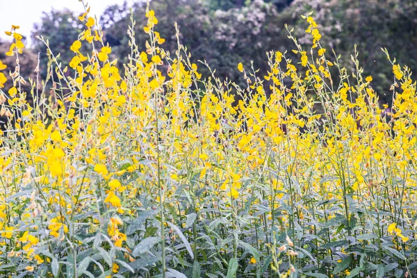 Tayland, Sunn Hemp çiçeğinin yakın çekimi.