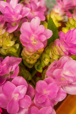 Siam lale ya da Zingiberaceae, Tayland 'da satışta.