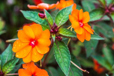 Bahçedeki portakal çiçeklerini kapat, Tayland.