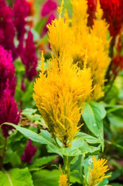 Common Horoz Tarağı Çiçeklerinin Kapanışı, Tayland.