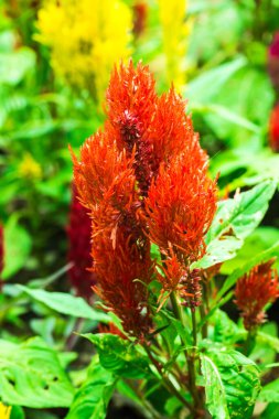Common Horoz Tarağı Çiçeklerinin Kapanışı, Tayland.