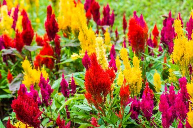 Common Horoz Tarağı Çiçeklerinin Kapanışı, Tayland.