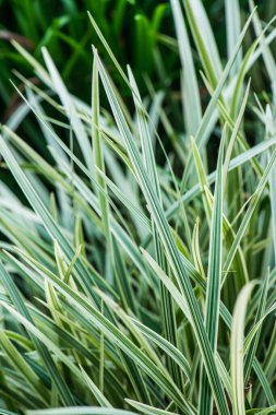 Bahçede yeşil yapraklar, Tayland.