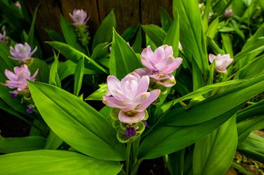 Curcuma Alismatifolia Bahçede, Tayland.