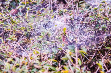 Sabah çiğ taneli örümcek ağı, Tayland.