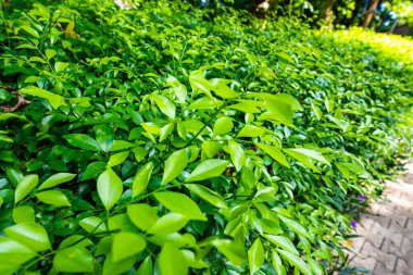 Bahçedeki Orang Jessamine ağacı, Tayland.