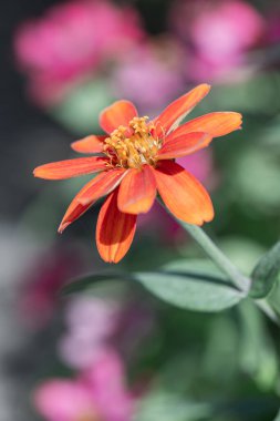 Doğal arka planı olan Zinnia çiçeği, Tayland.